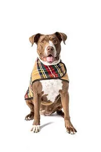 Chilly Dog Dog Blanket Coat Tan Tartan
