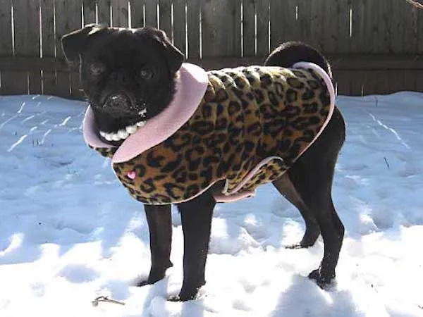 Fleece Jacket: Queen of Sheba