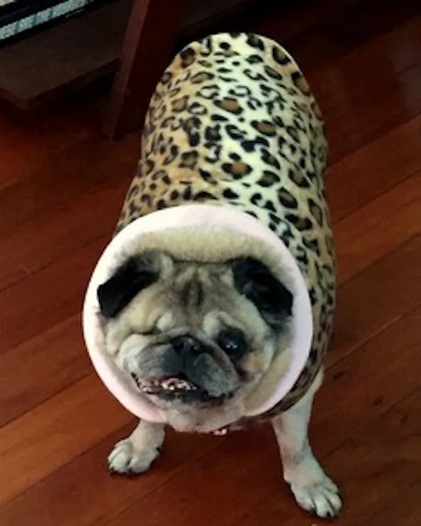 Fleece Jacket: Queen of Sheba