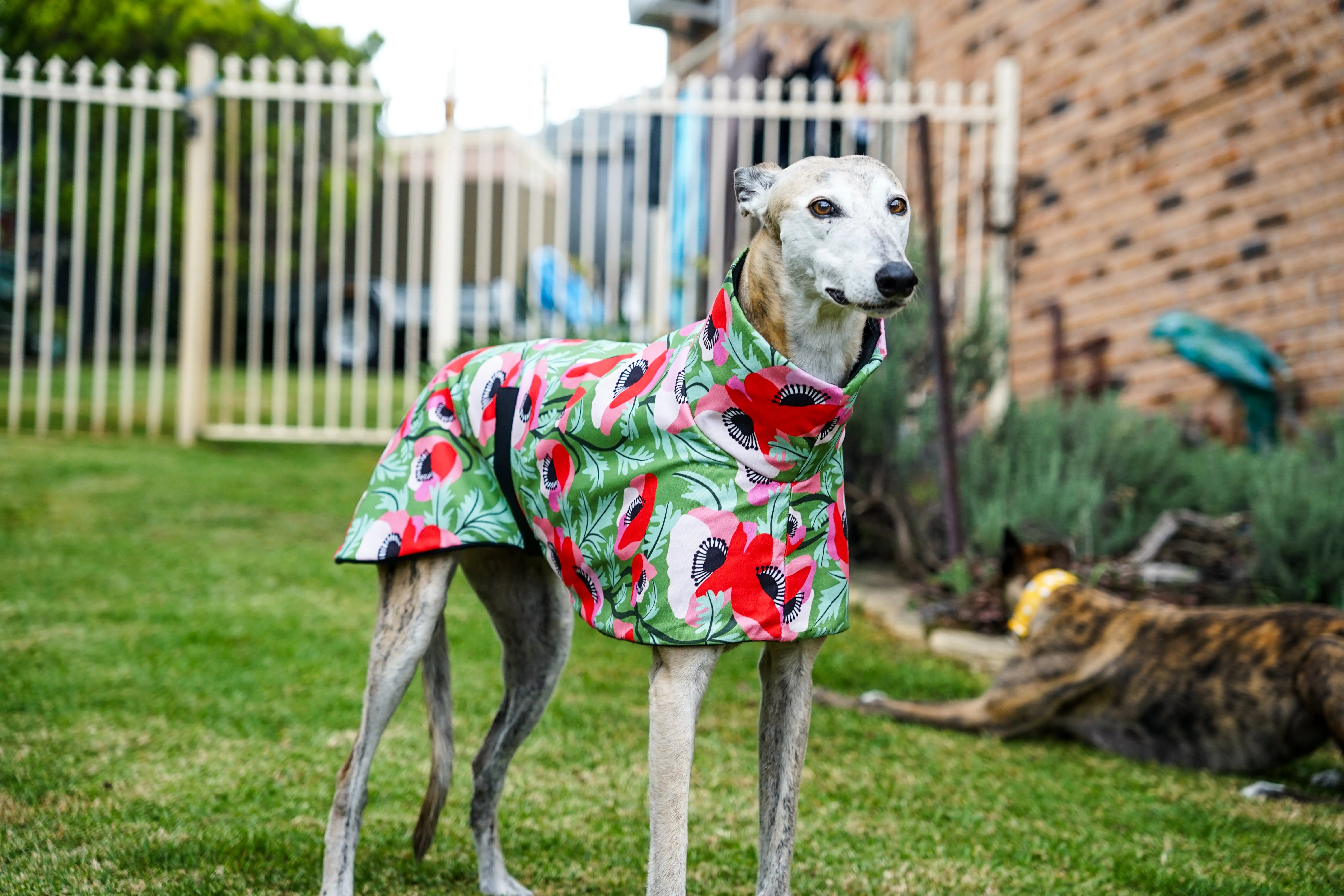 Our poppy red on vibrant green sports coat