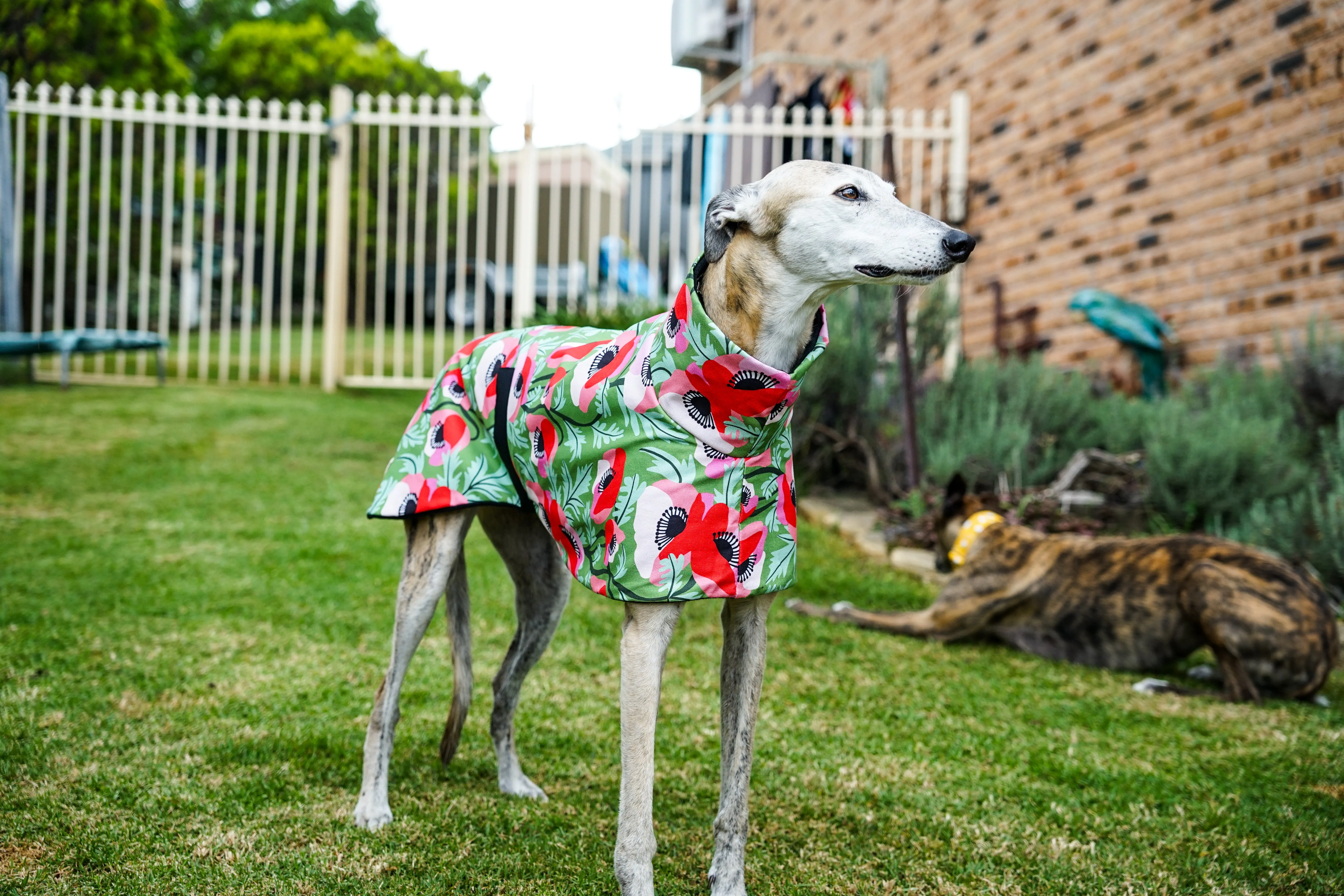 Our poppy red on vibrant green sports coat