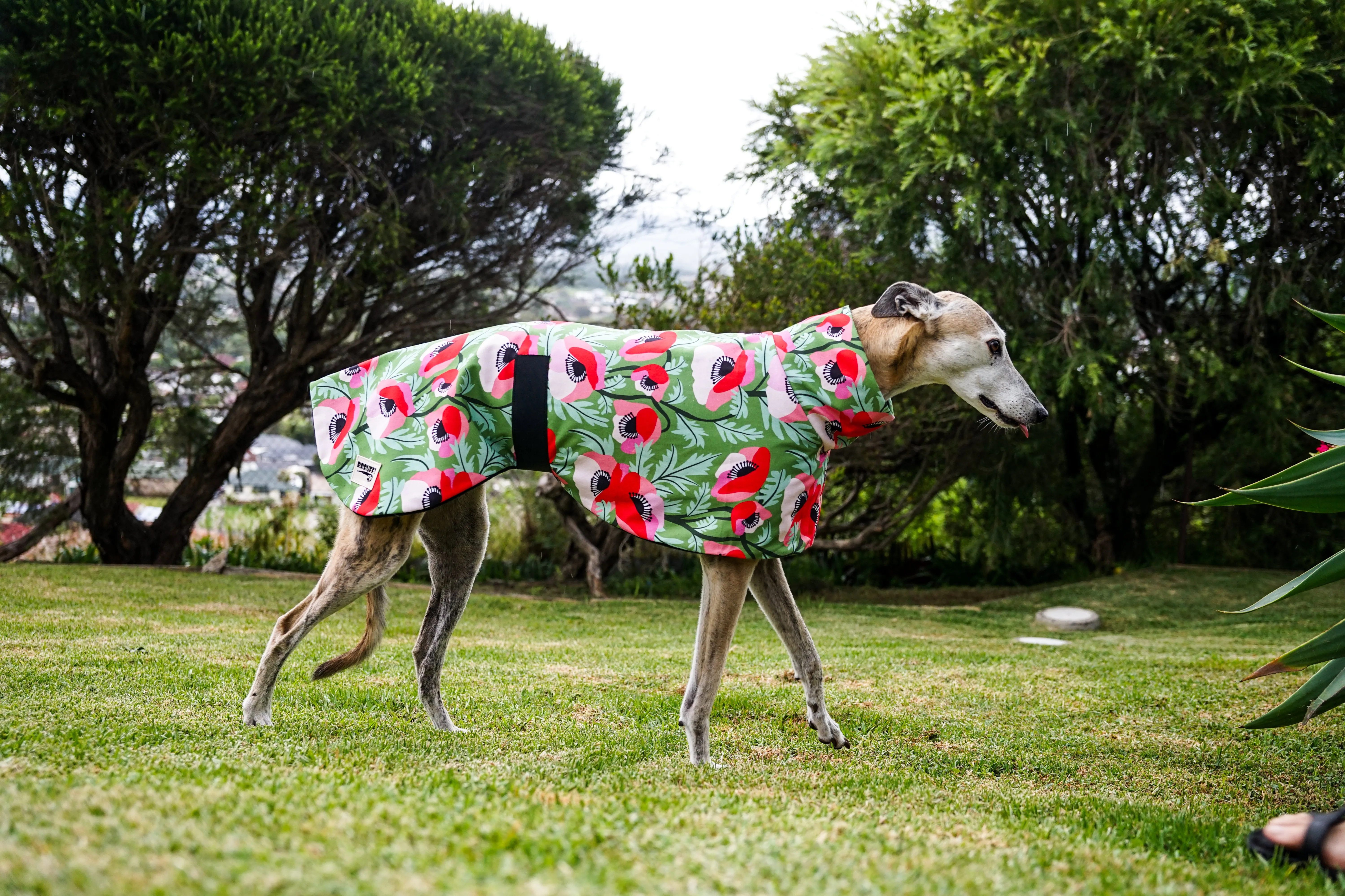 Our poppy red on vibrant green sports coat