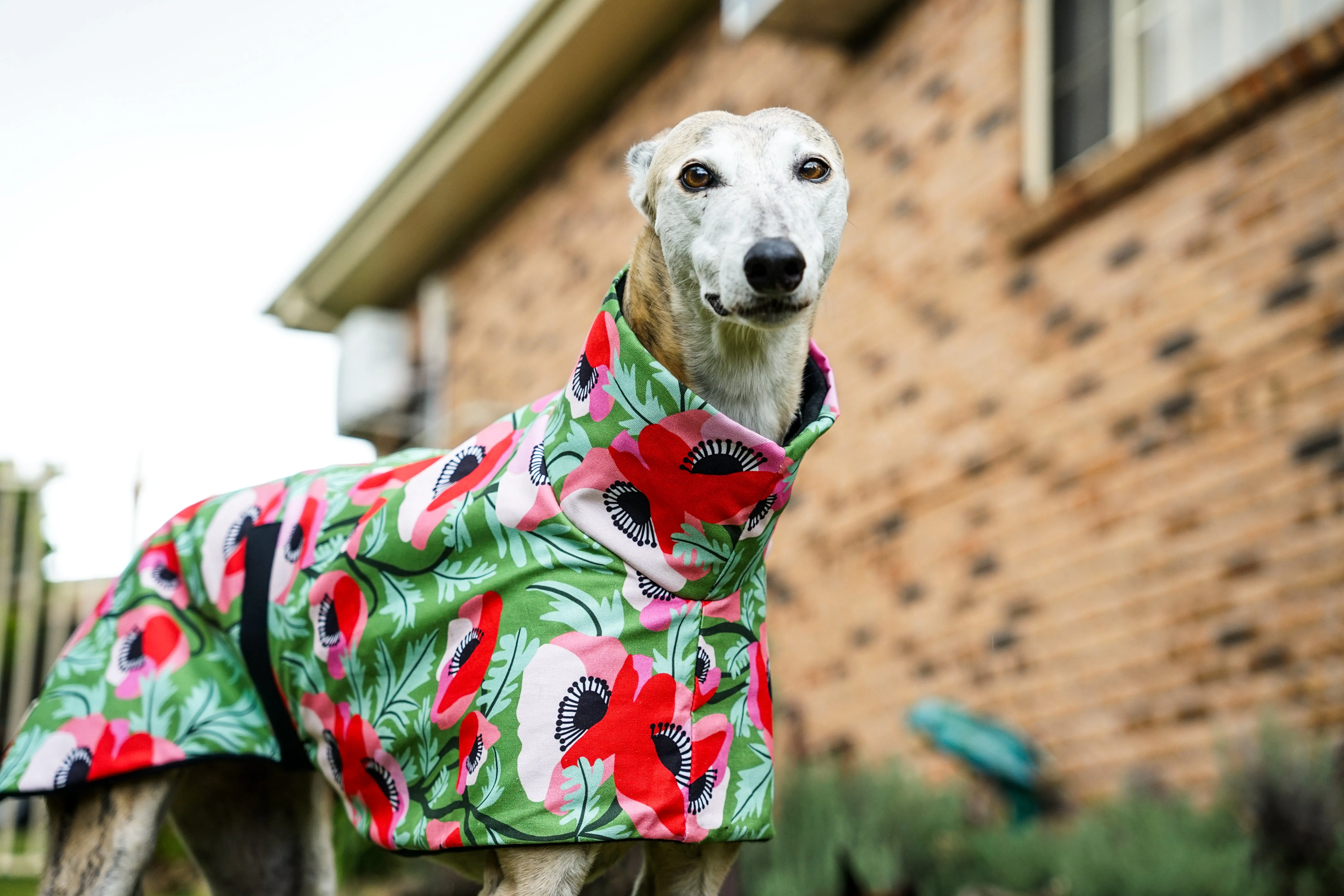 Our poppy red on vibrant green sports coat